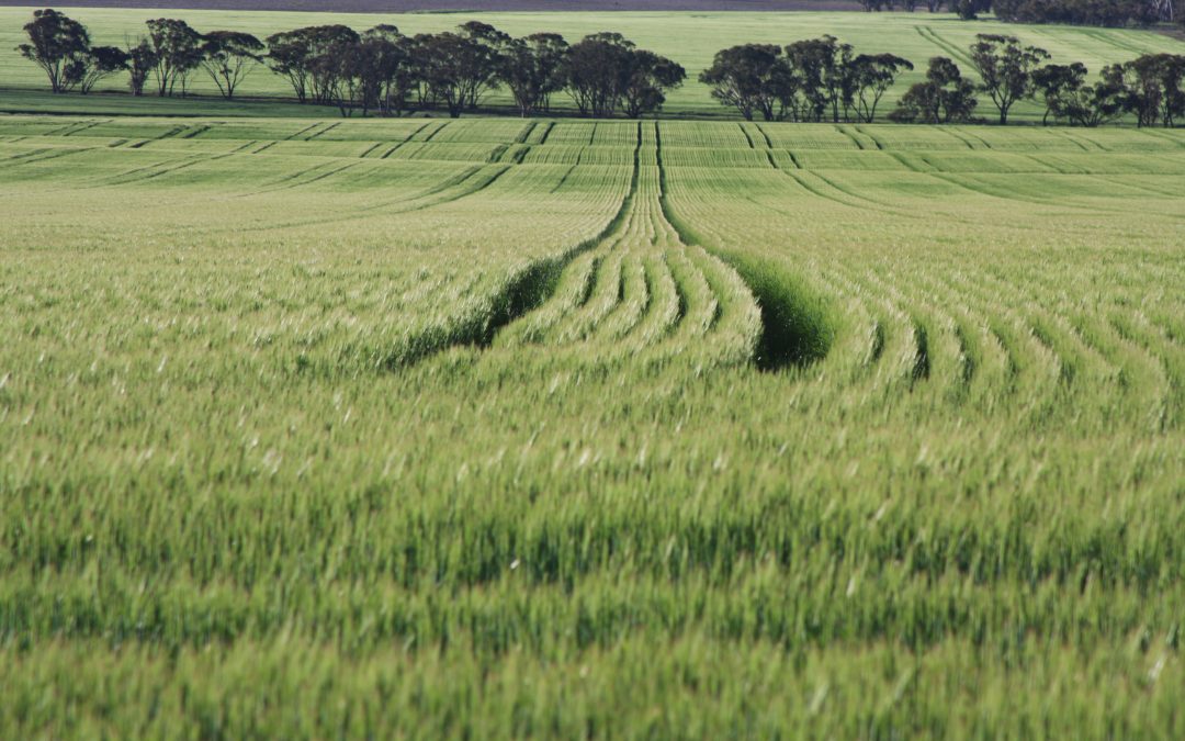 6 Lessons From the Paddock: What Actually Works on Farm