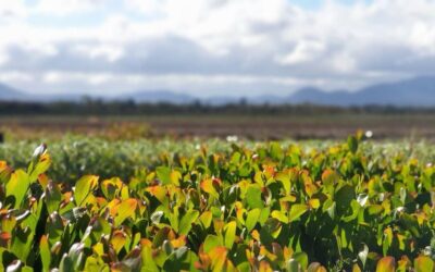 6 Lessons From the Paddock: What Actually Works on Farm